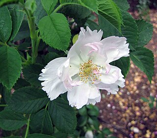 <i>Rosa soulieana</i> Species of plant