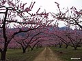 Цветущие деревья персика обыкновенного в Японии