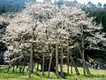 Old flowering tree