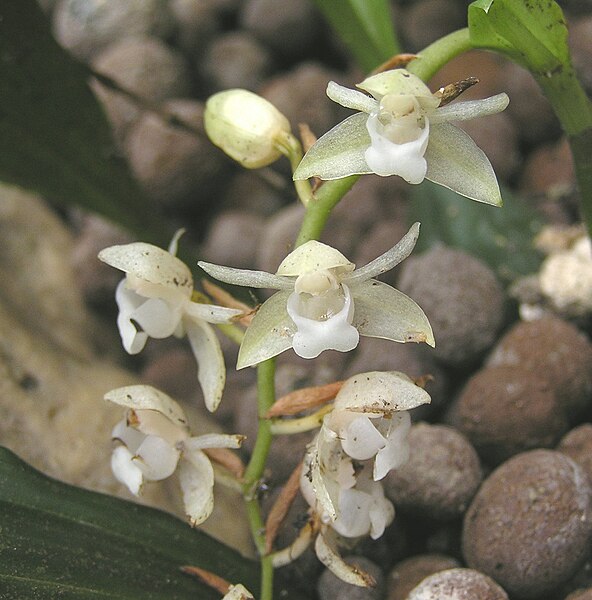 File:石仙桃 Pholidota chinensis -香港動植物公園 Hong Kong Botanical Garden- (9237369557).jpg