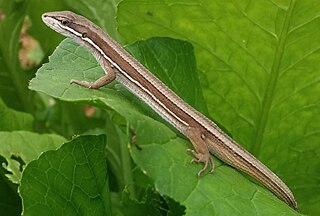 <i>Takydromus wolteri</i> Species of lizard