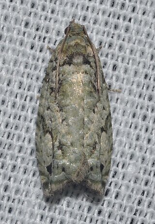 <i>Proteoteras moffatiana</i> Species of moth