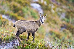 Wild baby chamois in the Aletsch Forest Nature Reserve Licensing: CC-BY-SA-4.0