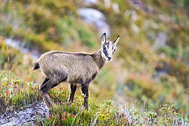 Rupicapra rupicapra (Chamois), juvenile