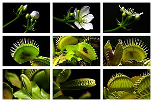 Mucholapka Venuše (Dionaea muscipula)