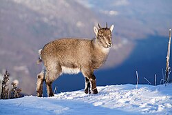 Baby wild alpine ibex at Creux du Van with snow Licensing: CC-BY-SA-4.0