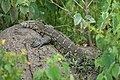 * Nomination Nile monitor at Queen Elizabeth National Park --Giles Laurent 06:16, 26 October 2023 (UTC) * Promotion  Support Good quality. --Charlesjsharp 21:24, 26 October 2023 (UTC)