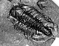 16177 Grand Canyon Trilobite Fossil (4739035423).jpg