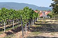 Weinanbau in Edenkoben