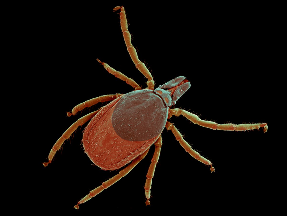 Ixodes ricinus фото