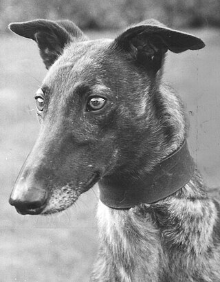 <span class="mw-page-title-main">1978 English Greyhound Derby</span>