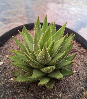 1 Haworthia fasciata - small plant in cultivation - CT.jpg