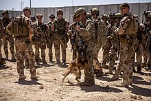 Soldiers of the 1st Battalion, 5th Infantry Regiment and Norwegian soldiers of the Telemark Battalion at Al Asad Airbase in Iraq, June 2020 200613-A-DS044-1009 - K9 and Norwegian Coalition Room Clearing (Image 9 of 22).jpg