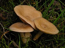 2009-08-16 Lactarius glyciosmus (Fr.) Fr 53964.jpg