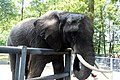 Suzy, l'éléphant d'Afrique maintenant à Pairi Daiza.
