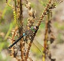 ♂ Anax parthenope