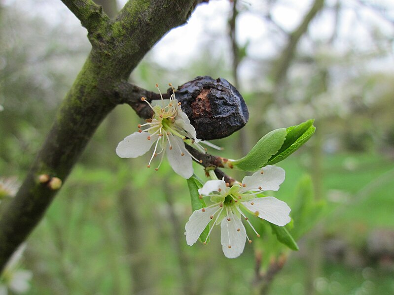 File:20130421Prunus cerasifera Saarbruecken3.jpg