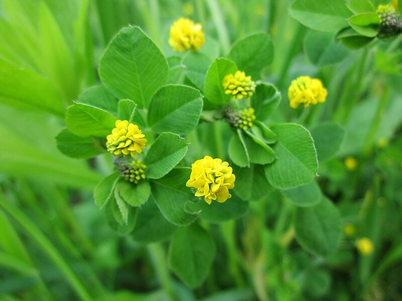 File:20130507Medicago lupulina1.jpg