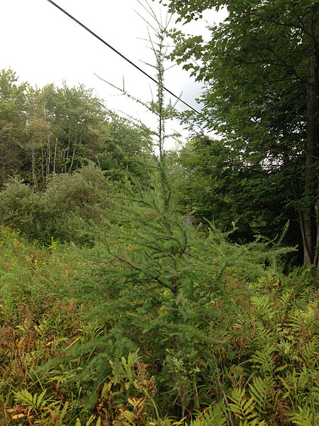 File:2014-08-28 13 06 10 Tamarack in a bog adjacent to Taborton Road (Rensselaer County Route 42) in Sand Lake, New York.JPG