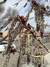 Aspen catkins in spring 2015-03-16 12 22 15 Aspen catkins on Idaho Street (Interstate 80 Business) in Elko, Nevada.JPG