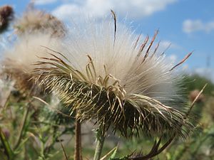 Photograph of mature seed head, showing fluffy pappi