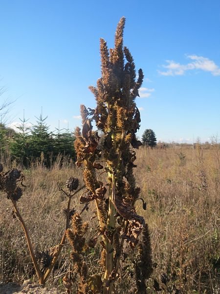 File:20161128Amaranthus retroflexus1.jpg