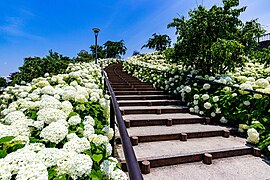 20190625-IMG 5289-2.jpg