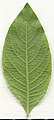 * Nomination Salix caprea. Leaf abaxial side. --Knopik-som 01:38, 3 July 2021 (UTC) * Promotion  Support Good quality -- Johann Jaritz 02:52, 3 July 2021 (UTC)