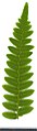 * Nomination Pteridium aquilinum. Leaf abaxial side. --Knopik-som 09:14, 13 September 2021 (UTC) * Promotion  Support Good quality. --Steindy 09:43, 13 September 2021 (UTC)