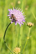 20220611 Knautia arvensis 01.jpg