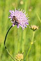 * Nomination A honey-bee on a field scabious --FlocciNivis 07:24, 18 May 2023 (UTC) * Promotion  Support Good quality. --Halavar 12:06, 18 May 2023 (UTC)