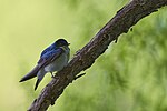 Thumbnail for File:20230614 tree swallow PD27532 Tree swallow Keeney Cove, East Hartford, CT.jpg