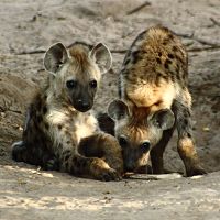 are hyenas canines