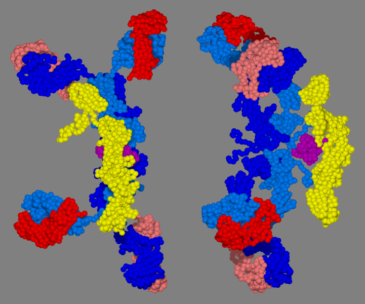 File:3D structure of secretory IgA2.png