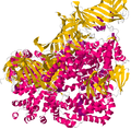 Miniatura para Aminopeptidasa