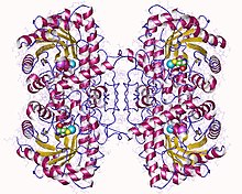 Modello tridimensionale dell'enzima