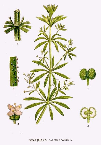 File:68 Galium aparine.jpg