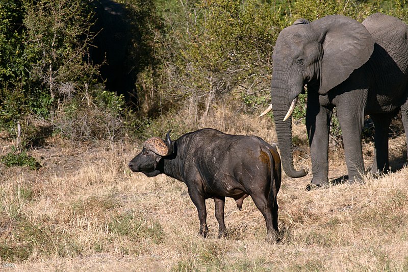 File:8748 S Africa buffel elephant JF.jpg