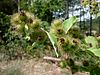 ARCTIUM MINUS - SANT LEN - IB-232 (Repalassa) .JPG