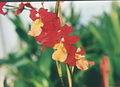 A and B Larsen orchids - Burrageara Stefan Isler 844-18.jpg