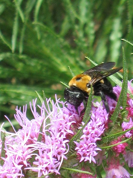 File:A bee pollinating gayfeather blooms. (24993040572).jpg