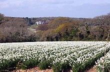 A field of white narcissus near Playing Place A field of white narcissus near Playing Place - geograph.org.uk - 1265953.jpg