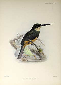 Description de l'image A monograph of the jacamars and puff-birds, or families Galbulid and Bucconid (1882) (14564669748).jpg.