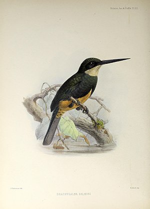 A monograph of the jacamars and puff-birds, or families Galbulid and Bucconid (1882) (14564669748).jpg