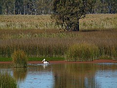 A pelican on wetlands at Murray Valley National Park, NSW.jpg