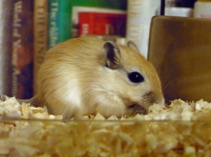 File:A young gerbil.jpg