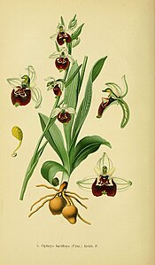 Tafel 8 Ophrys fuciflora Ophrys holoserica