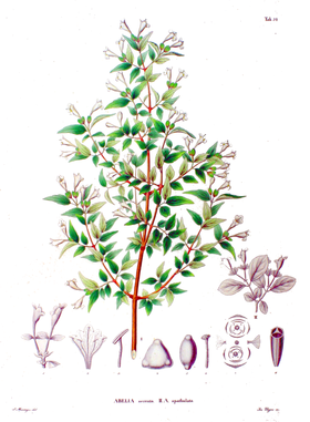 Abelia spp