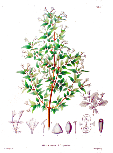 File:Abelia spp SZ34.png