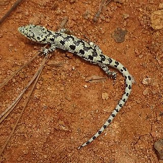 <i>Abronia mixteca</i> Species of lizard